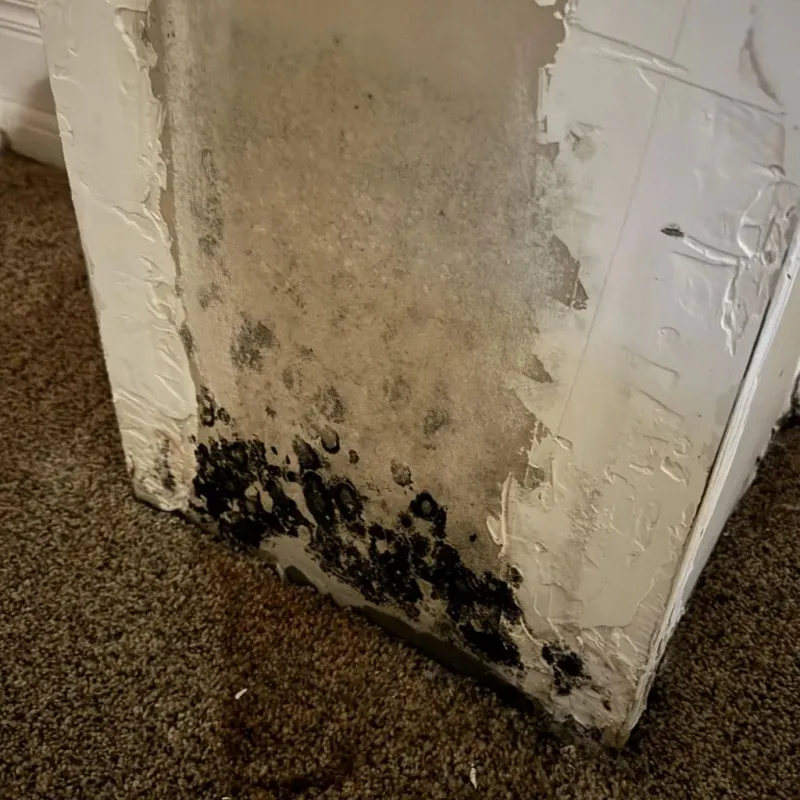 Professional Mold Removal in Canutillo, TX